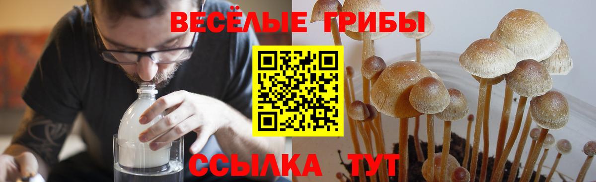Псилоцибиновые грибы Psilocybe Заводоуковск